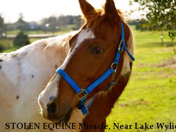 STOLEN EQUINE Miracle, Near Lake Wylie, South Carolina, SC, 29710
